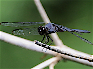 Slaty Skimmer - Libellula incesta